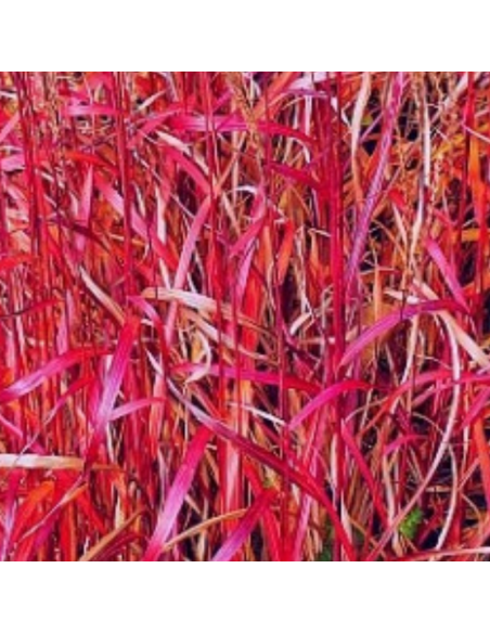 Eulalie Ghana - Miscanthus Sinensis