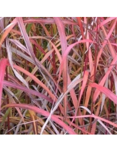 Eulalie Ghana - Miscanthus Sinensis