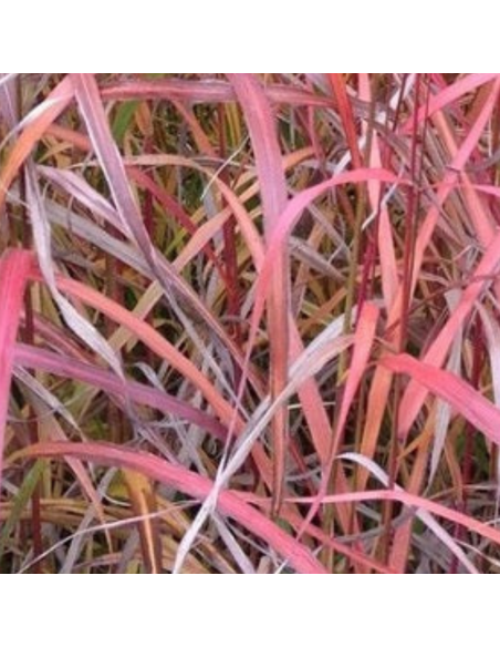 Eulalie Ghana - Miscanthus Sinensis
