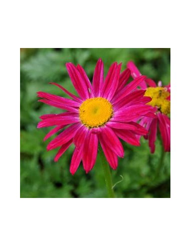 Pyrèthre "Robinson's red"