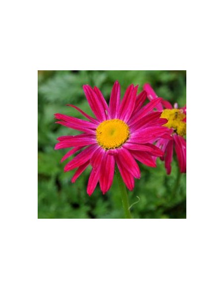 Pyrèthre "Robinson's red"