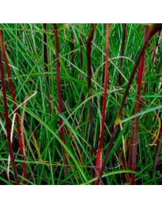 Eulalie Serengeti - Miscanthus Sinensis