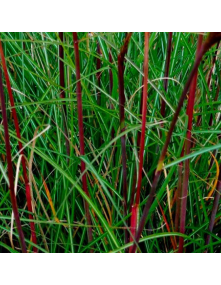 Eulalie Serengeti - Miscanthus Sinensis