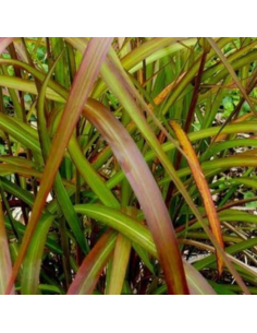 Eulalie Serengeti - Miscanthus Sinensis 2