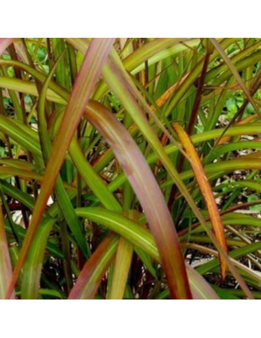 Eulalie Serengeti - Miscanthus Sinensis