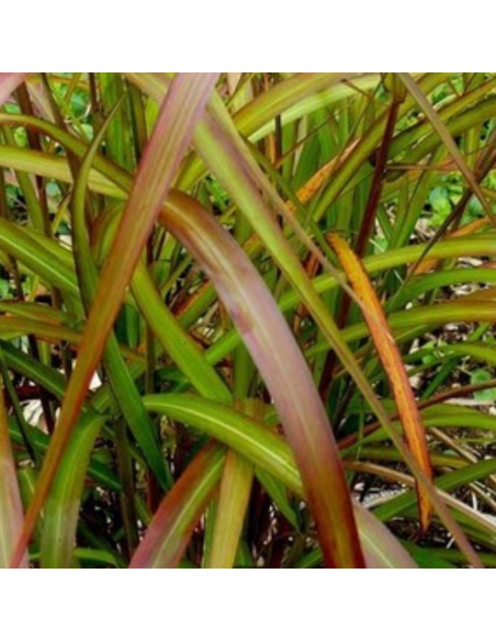 Eulalie Serengeti - Miscanthus Sinensis