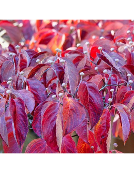 Cornouiller de Chine - Cornus Kousa