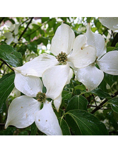 Cornouiller de Chine - Cornus Kousa 2
