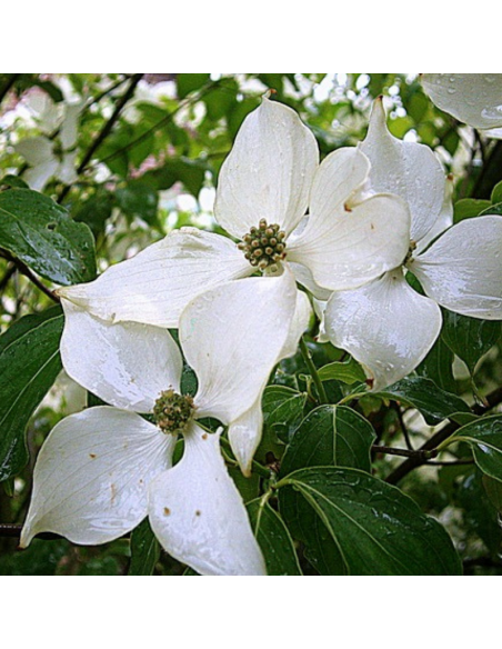 Cornouiller de Chine - Cornus Kousa
