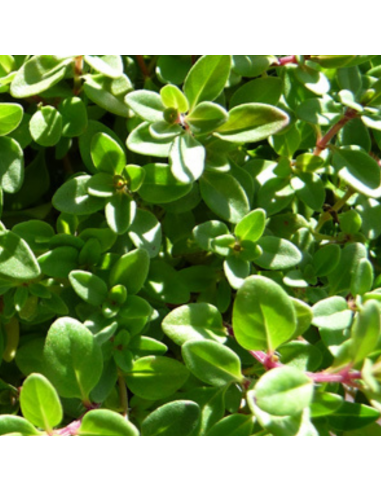 Thym serpolet - Thymus Serpyllum