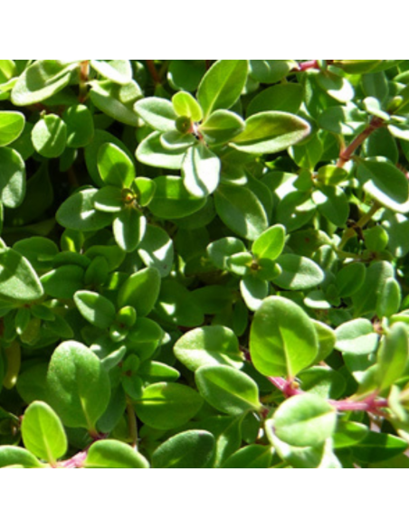 Thym serpolet - Thymus Serpyllum
