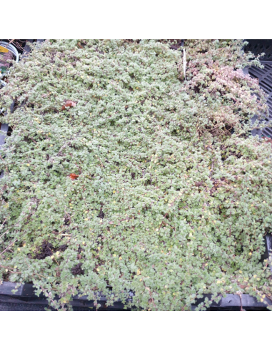 Thym laineux - Thymus praecox pseudolaniginus