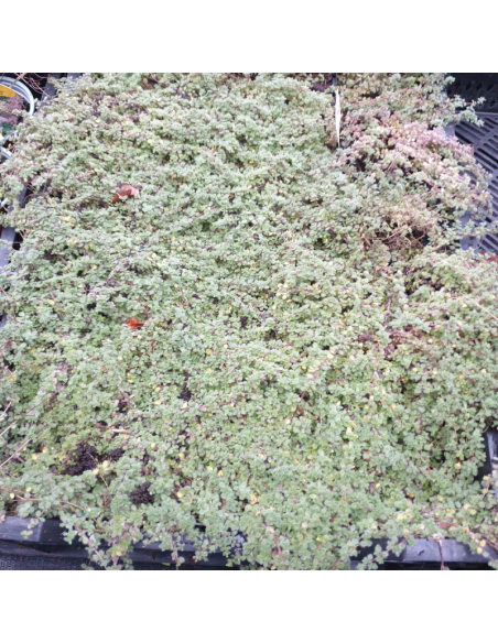 Thym laineux - Thymus praecox pseudolaniginus