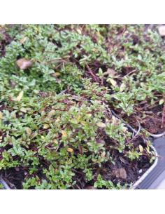 Thym tapissant Pink Chinz - Thymus Praecox