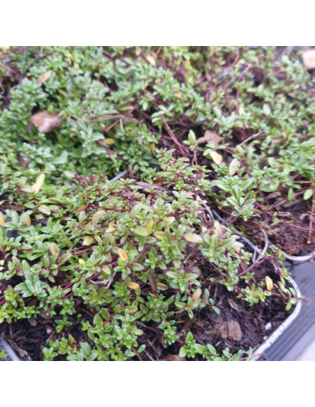 Thym tapissant Pink Chinz - Thymus Praecox
