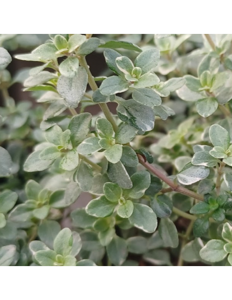 Thym citron Silver Queen - Thymus Citriodorus