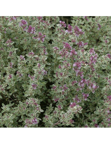 Thym citron Silver Queen - Thymus Citriodorus