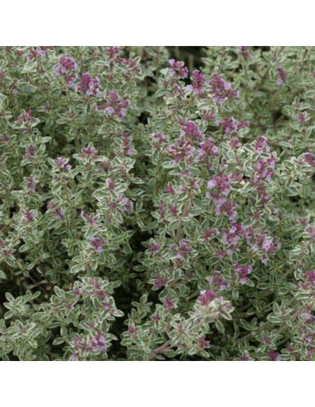 Thym citron Silver Queen - Thymus Citriodorus