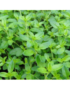Thym citron - Thymus Citriodorus 2