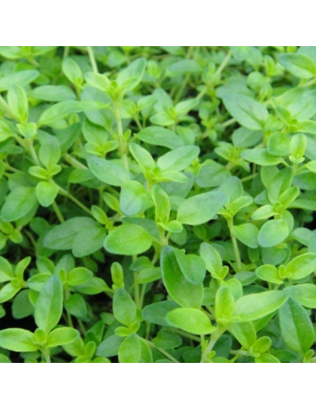 Thym citron - Thymus Citriodorus