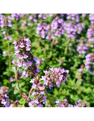 Thym citron - Thymus Citriodorus