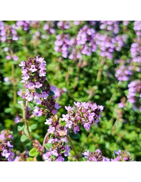 Thym citron - Thymus Citriodorus