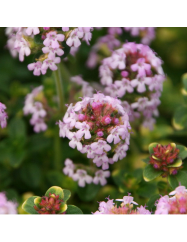 Thym Citron Doone valley - Thymus Citriodorus