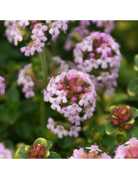 Thym Citron Doone valley - Thymus Citriodorus