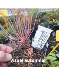 Euphorbe petit cyprès Orange Man - Euphorbia Cyparissias