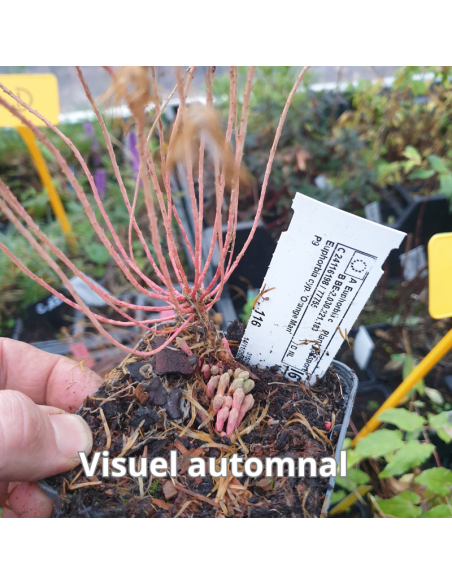 Euphorbe petit cyprès Orange Man - Euphorbia Cyparissias