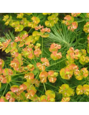 Euphorbe petit cyprès Orange Man - Euphorbia...