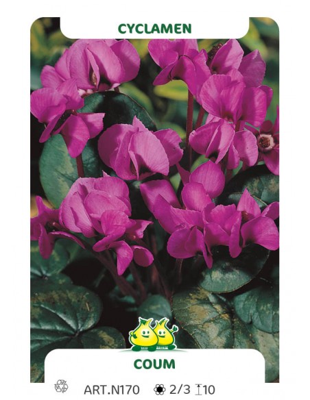 Bulbe Cyclamen de l'ile de Cos - Cyclamen Coum