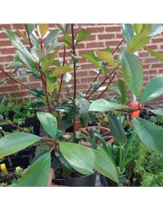 Photinia fraseri red robin racines nues 2