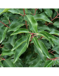 Laurier du Portugal - Prunus Lusitanica Angustifolia 2