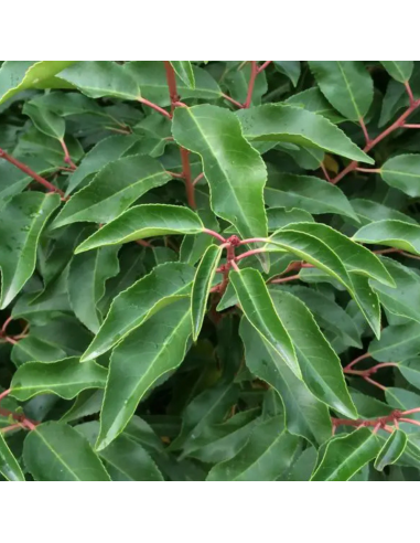 Laurier du Portugal - Prunus Lusitanica Angustifolia