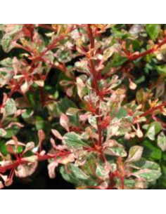 Epine Vinette Natasza - Berberis Thunbergii 2