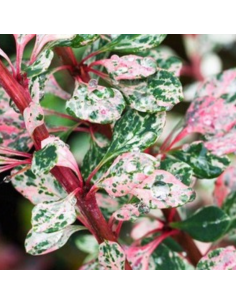 Epine Vinette Natasza - Berberis Thunbergii