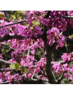 Arbre de Judée - Cercis siliquastrum 2