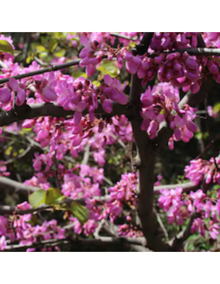 Arbre de Judée - Cercis siliquastrum