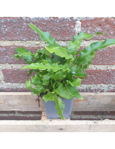 Scolopendre langue de boeuf - Asplenium scolopendrium