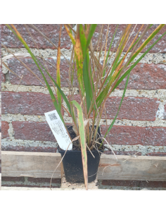Calamagrostide - Acutiflora Karl Foester