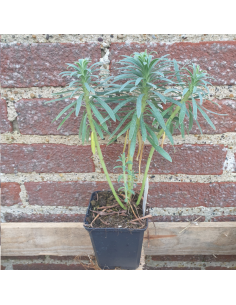 Euphorbe des vallons - Euphorbia Characias Wulfenii