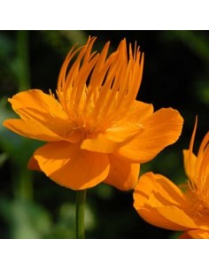 Trolle de Chine "Golden queen"