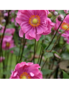 Anémone du Japon Margarete