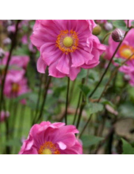 Anémone du Japon Margarete