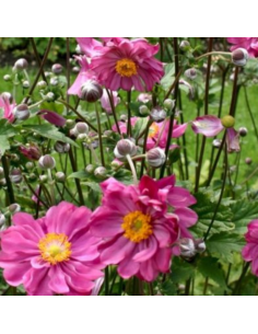 Anémone du Japon Margarete 2