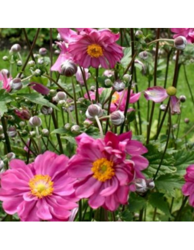 Anémone du Japon Margarete