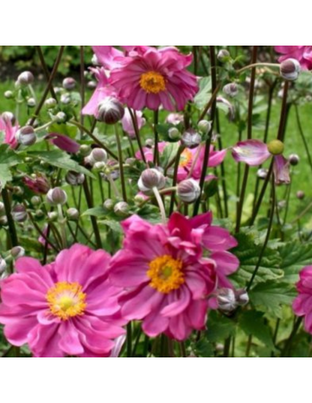 Anémone du Japon Margarete