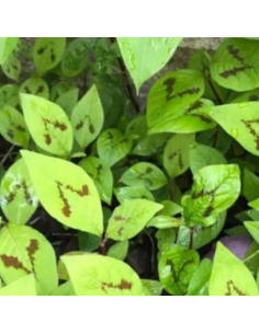 Renouée des bois - Persicaria Virginiana Filiformis