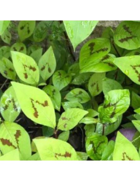 Renouée des bois - Persicaria Virginiana Filiformis